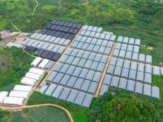 东西部协作助力镇宁自治县花卉产业跑出“加速度”