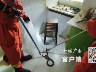 厨房惊现大蛇 消防员抓捕放生