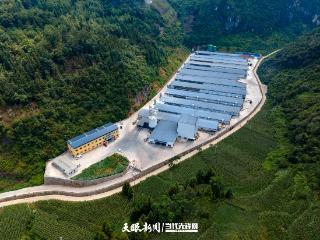 G视觉·企业行丨东西部协作兴产业 山区鲜蛋三日抵沿海
