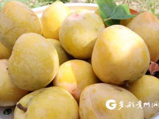 独山：山间“黄金果” 枝头李子香