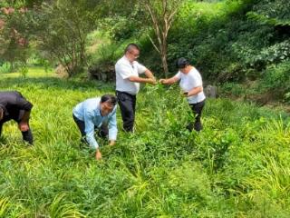 四川苍溪：石马镇“微药园”经济 小庭院里种出大产业