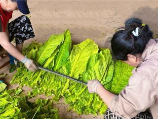 三“新”赋能，科技助烤“黄金叶”