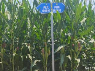 优化乡村标识，小小路牌为乡村发展描摹出动人的暖色