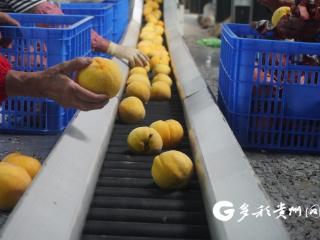 贵定：120万斤黄桃乘坐列车奔赴全国市场