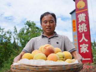 金沙幸福村：返乡能人姜台伦三赴浙江引技术 180亩黄桃基地带富乡邻