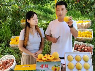 玉屏黄桃乘“云”香飘全国