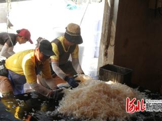 河北滦南：南堡海蜇喜获丰收