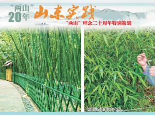 “两山”20年山东实践丨“南竹北移”70多种,万里黄河绿生金