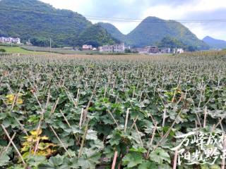 一纸倡议书引“群凤还巢”，成就亿元村