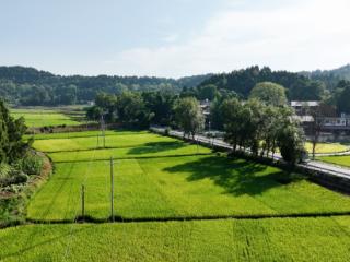四川资阳乐至：高标准农田改造结硕果 首季水稻丰收在望