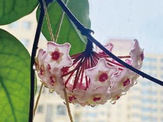 球兰花又开了