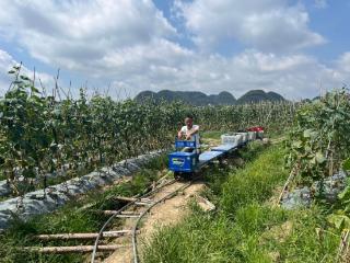 “95后”大学生返乡种菜 带动200老乡家门口就业