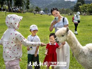 这里的羊驼超可爱！黔西羊驼小镇7月接待游客3.2万人次，8月客流持续增长