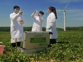 科技赋能花生产业：枯草芽孢杆菌与生物酶制剂破解黄曲霉毒素难题
