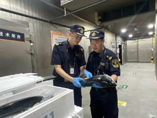 鲜自挪威，速达泉城！22吨冰鲜三文鱼“空降”济南
