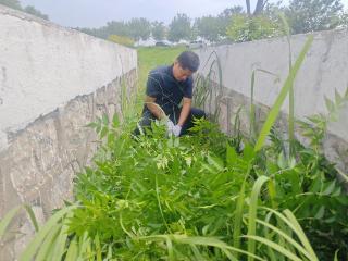 郓城河务局：清除高秆杂草 护航防洪工程