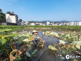【高清组图】贵州从江：莲藕丰收采收忙