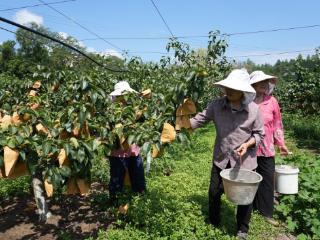 四川苍溪：黄金梨喜获丰收 果农笑迎“甜蜜季”