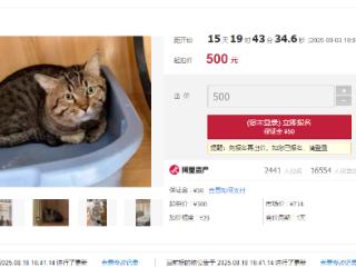 500元起拍的“抵债猫”引两千多人竞拍 资产管理公司回应