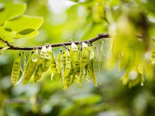 临沂：紫荆花树果实缀满枝头