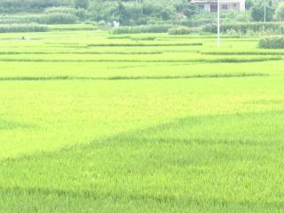 普定县：科技赋能田间 服务下沉一线 多举措筑牢水稻生长防线