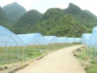 普定县马场镇大窑村：圣女果进入采收期 乡村产业再添活力