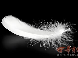 它世界第618期：羽毛最早出现并非是为了飞翔 是为了保暖和求偶
