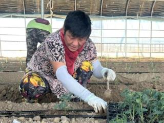 大羊镇：秋茬种植添新绿 圣女果苗移栽忙