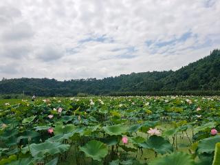 清镇百亩荷花绘美景 旅居产业添活力