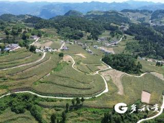 仁怀：36万亩酒用高粱进入采收期 机械助力颗粒归仓