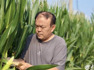 禹城市辛店镇：智慧播种促增收