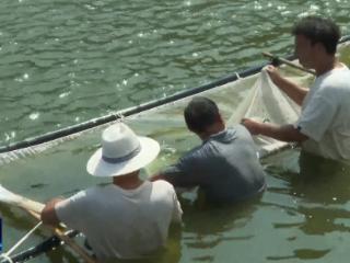 培育壮大十大千亿级产业集群丨十堰设施渔业规模达229万立方米，位居全省第一