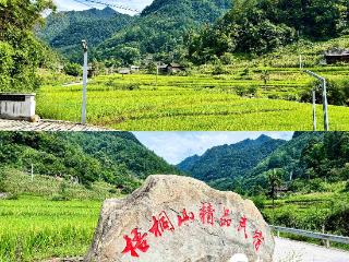 习水梧桐山：住进《你好生活》同款民宿，梯田里捉鱼，星空下打滚