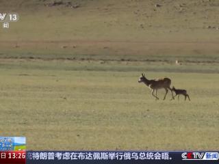 辉煌60载 魅力新西藏丨天空地一体化监测 科技守护三江源高原精灵