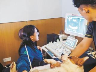 宠物医疗迭代激活它经济 厦门宠物医院科室逐渐精细化