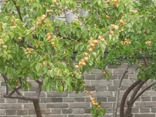 齐鲁·菏评|“留住乡村文化记忆”在现代生活中的社会价值和意义