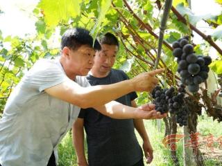 喷洒牛奶粉让果子增香补钙 鄠邑喝牛奶长大的葡萄成熟了