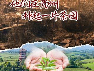 烽火硝烟中，他们在贵州种起一片茶园｜一见·抗战贵州②