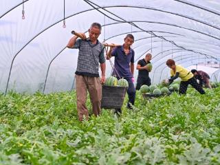 四川仁寿：果香飘四方 “甜蜜”产业促振兴