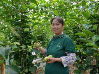 四川苍溪：果香四溢 亭子镇百香果“甜蜜”上市