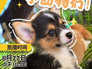 直播预告｜一起逛农博！寻找农博会上可爱的小动物们！