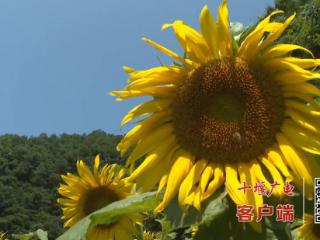 赏景正当时！茅箭区浪溪村油葵花开