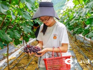 务川云丰村：葡萄满园香 游客采摘乐