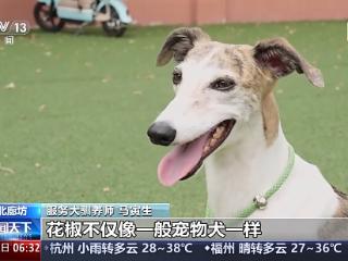 宠物服务招聘增速超72% 年轻人纷纷加入这一新兴行业