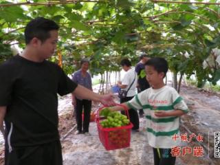 果香满园引客来！郧西河夹镇“阳光玫瑰”熟了