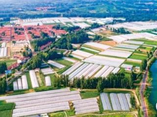 潍坊临朐：千年古镇跨界萌宠餐桌 撬动宠物经济新蓝海