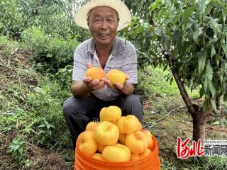 河北迁西：油蟠桃熟了 果农们笑了