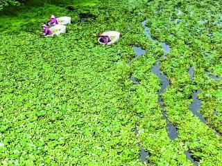 菱塘翻翠浪 船头采菱忙