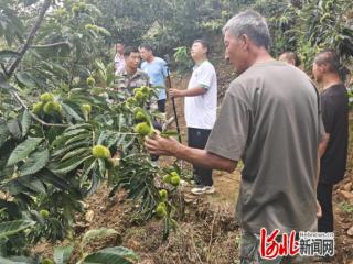 秦皇岛青龙肖营子镇开展板栗管护技术交流活动