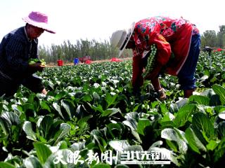 种植面积27万亩，产值超36亿元！5万贵州农民宁夏种菜卖到大湾区